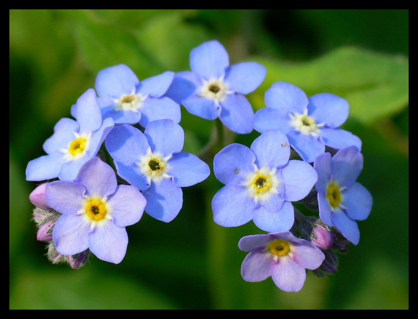 forget-me-not :)