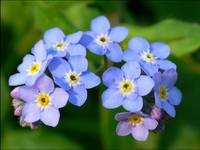 forget-me-not :)