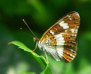 Pokłonnik kamilla (Limenitis camilla)