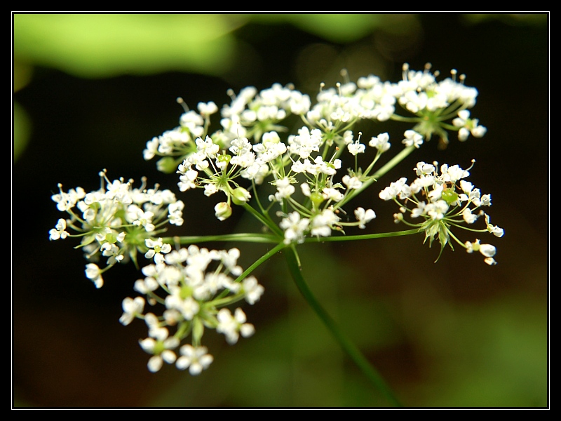 naturalny nieład