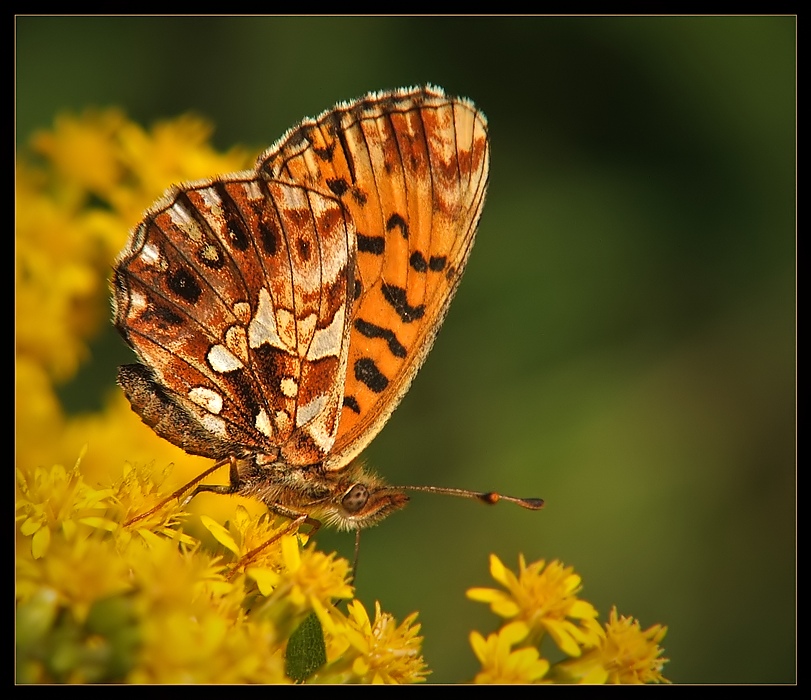 Dostojka Dia (Boloria dia)