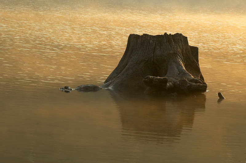 Pień