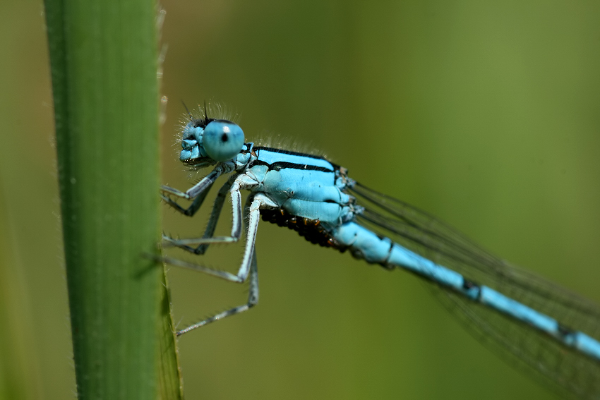 Nimfa stawowa (Enallagma cyathigerum)