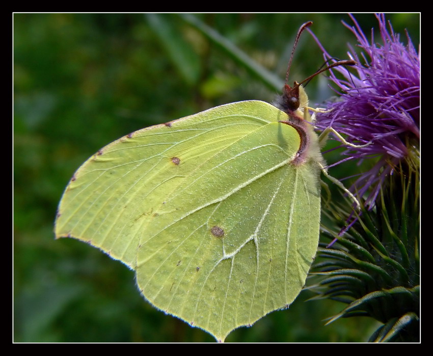 Motyl