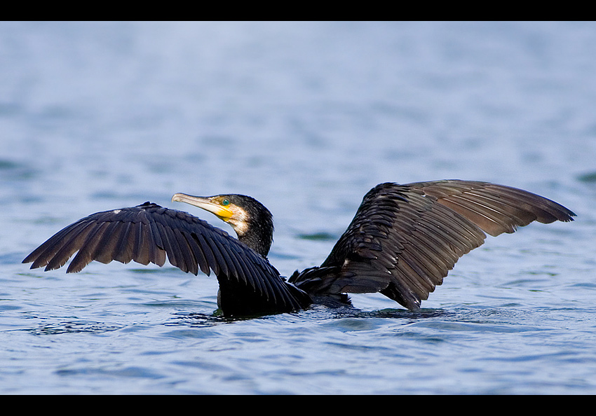 Kormoran Czarny