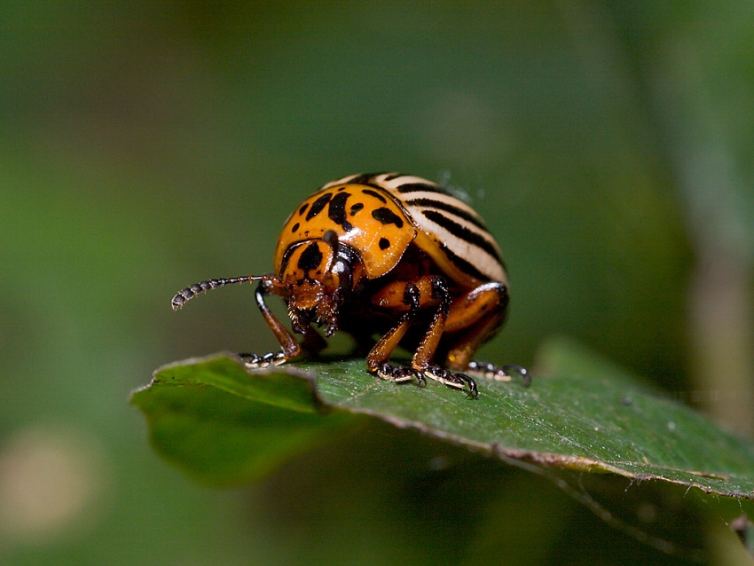 Stonka Ziemniaczara