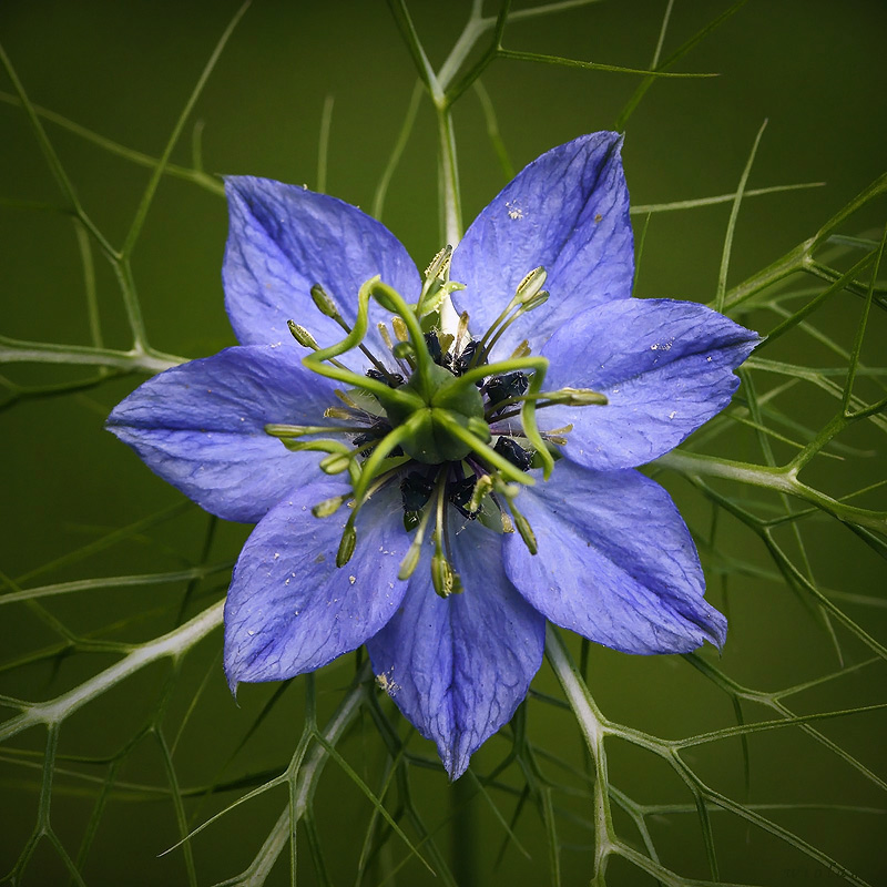 Nigella ... #1