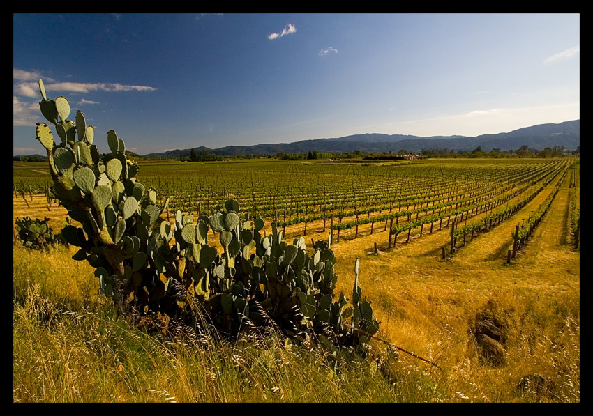 Powrót na South-West - Vine Country o zachodzie