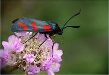 zygaena transalpina