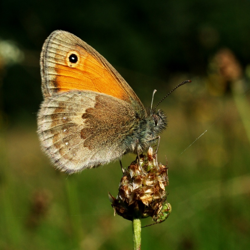 Strzępotek ruczajnik (Coenonympha pamphilus)