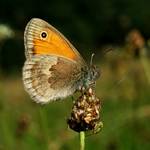 Strzępotek ruczajnik (Coenonympha pamphilus)