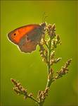 Strzępotek ruczajnik (Coenonympha pamphilus)