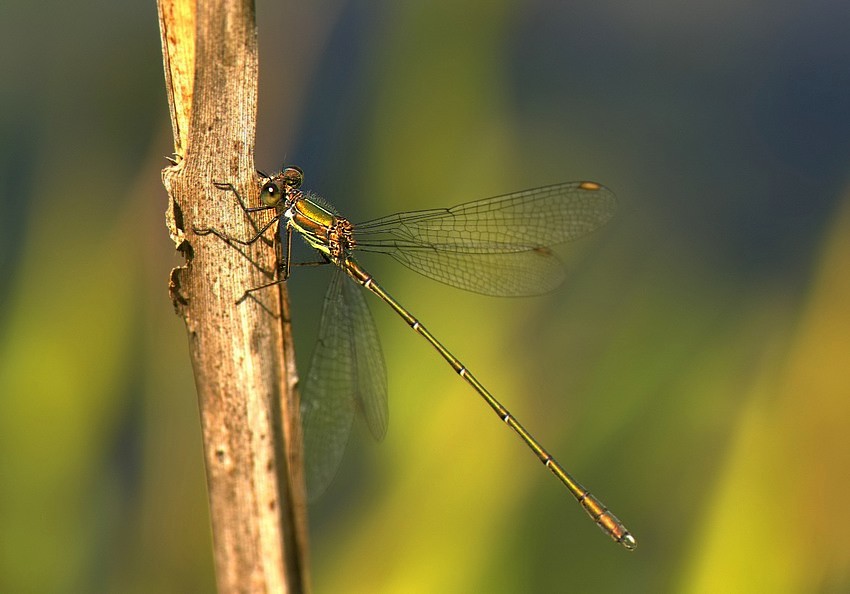 Lestes viridis