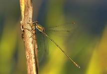 Lestes viridis