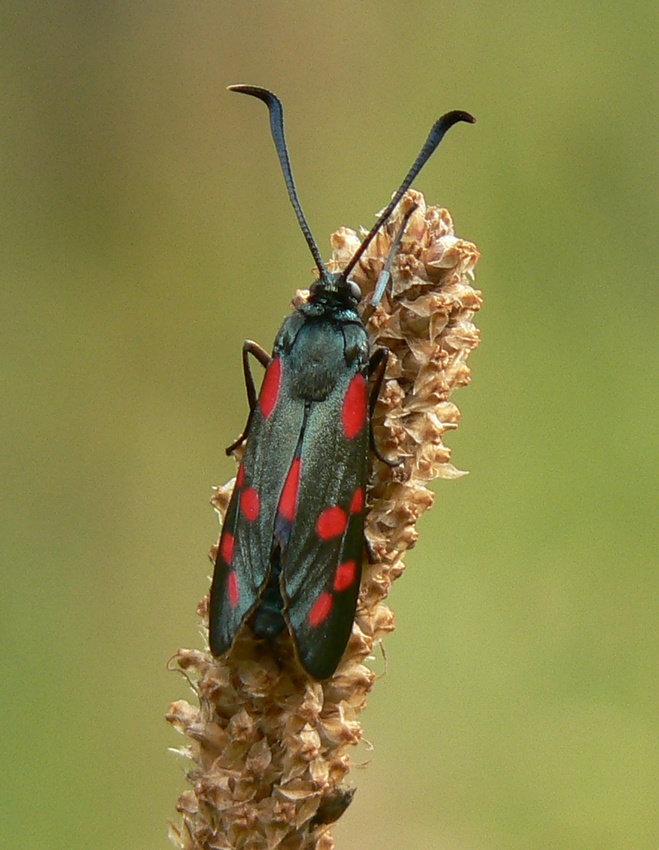 Kraśnik sześcioplamek