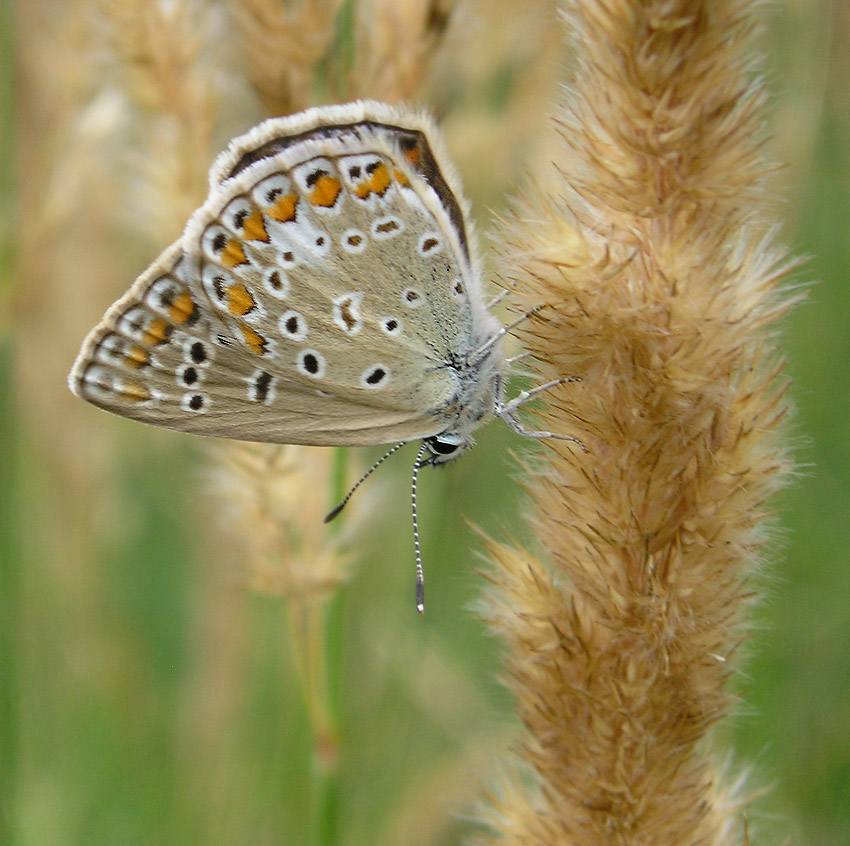 motyl