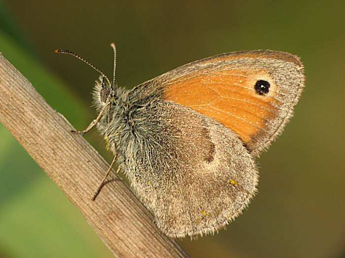 Motyl