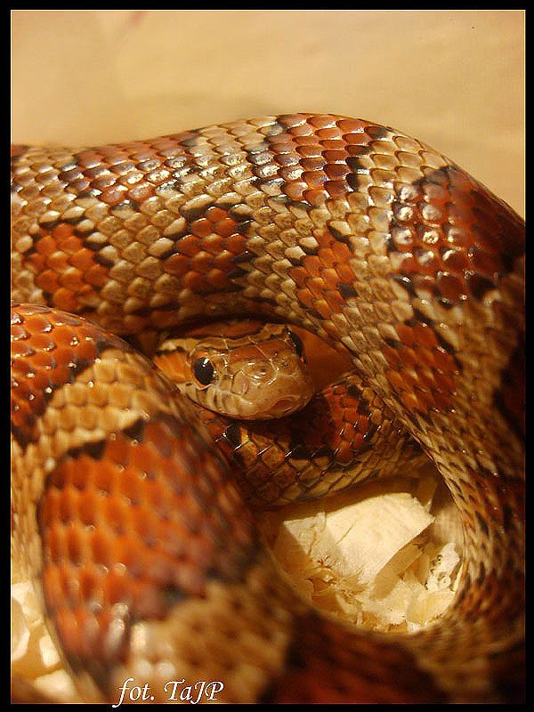 Panterophis guttatus