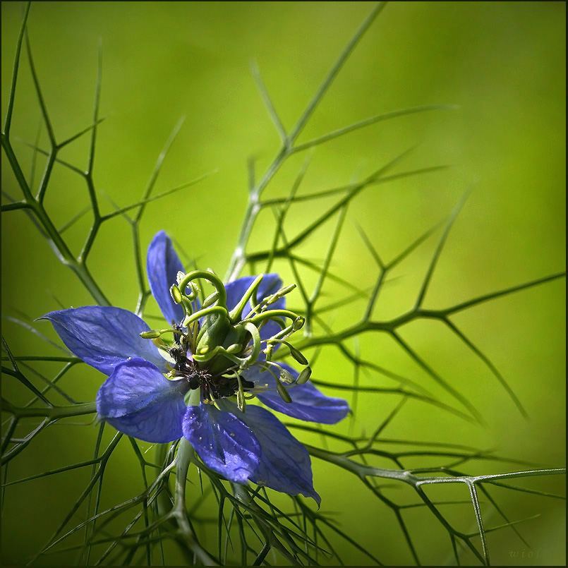 Nigella ...#2