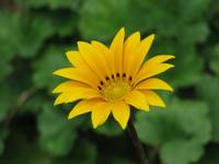 gazania