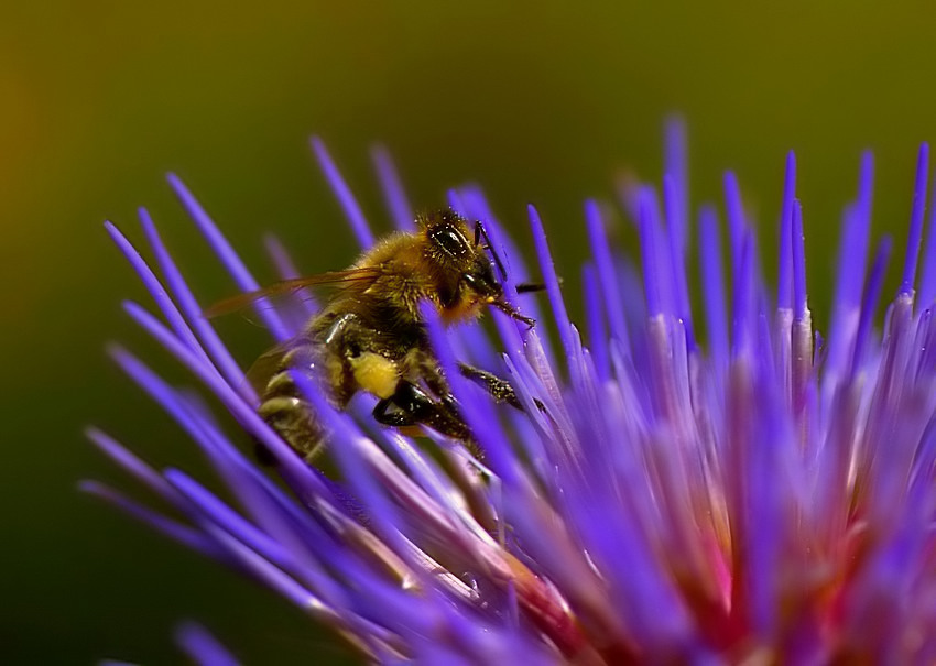 Flora i fauna.