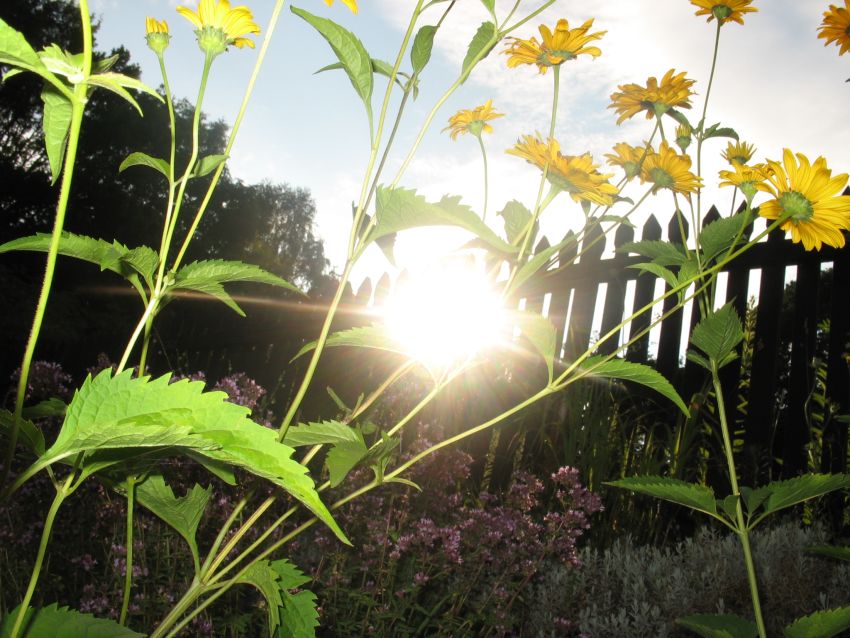 Rudbekia