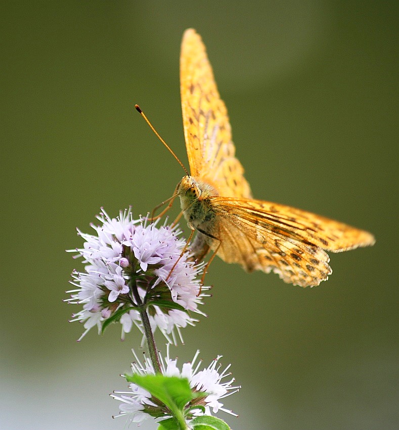 Nie ma to jak natura