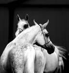 Arabians