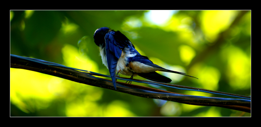 Hirundo rustica