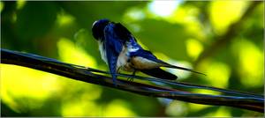 Hirundo rustica