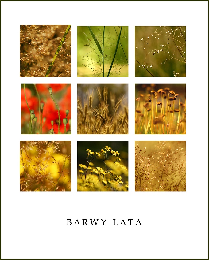 BARWY LATA