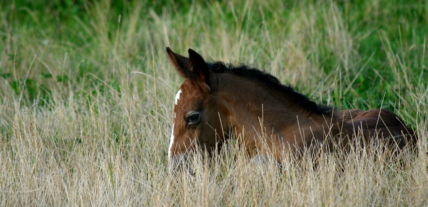 Karina-elk