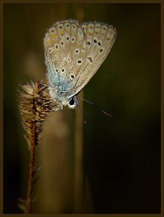 motyl...