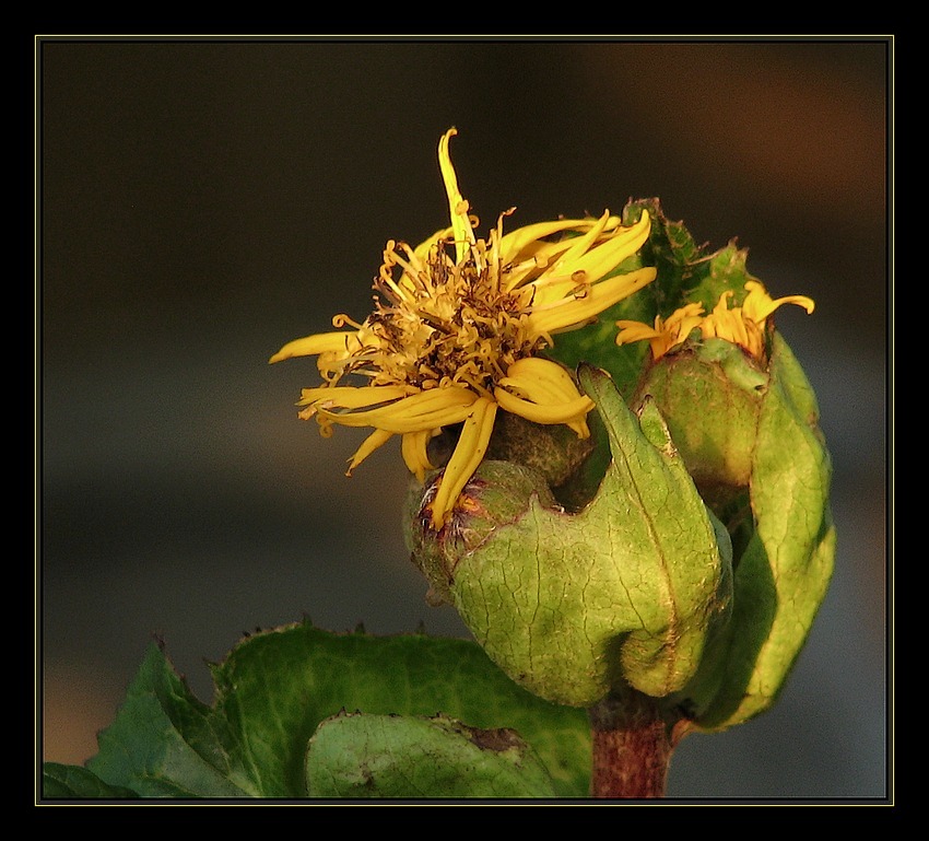 ligularia