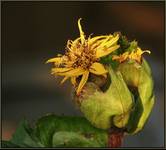 ligularia