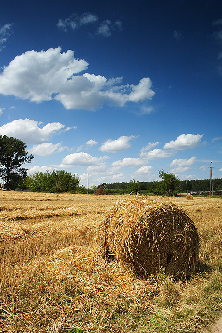 Żniwa 2007