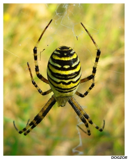 fat yellow spider