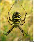 fat yellow spider