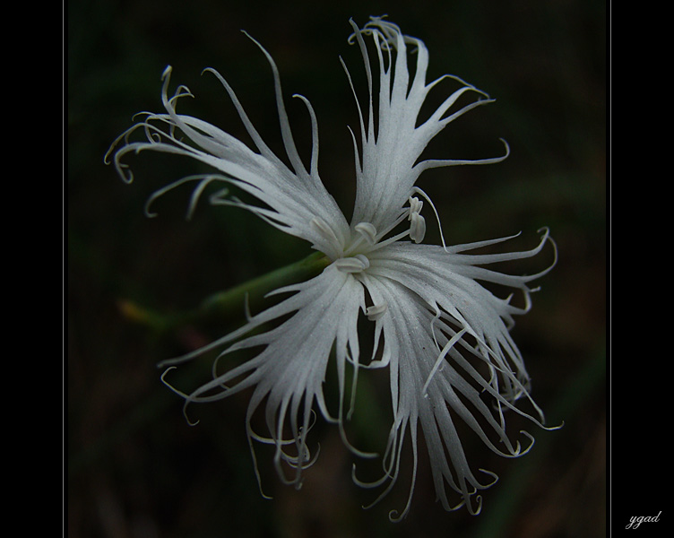 Dianthus arenarius