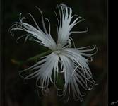 Dianthus arenarius