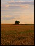 Alone Tree