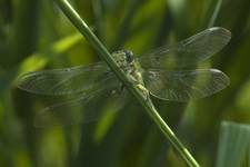 Green Dragonfly