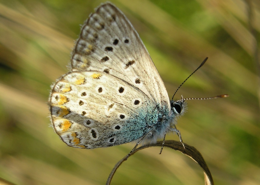 motyl