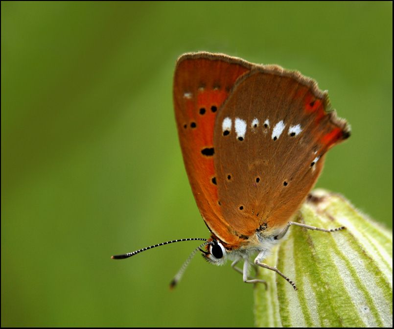 Motyl