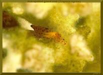 Red-spotted guard crab (Trapezia tigrina)