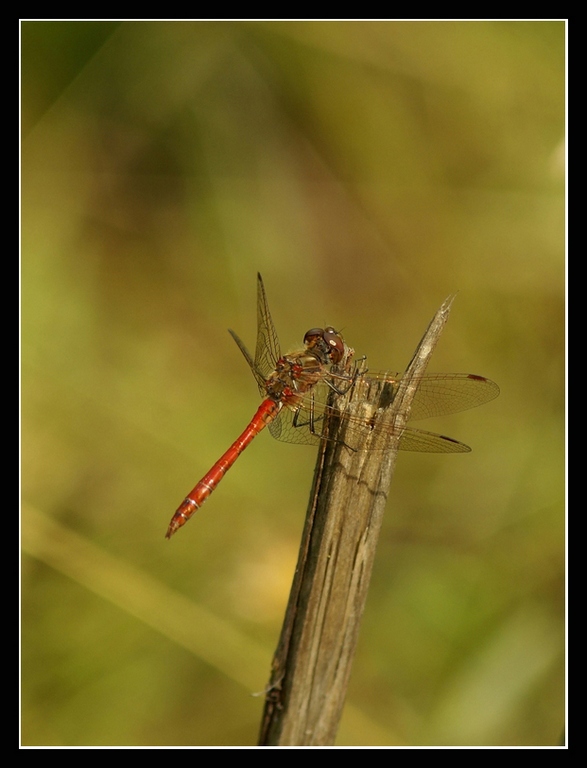 Szablak krwisty (Sympetrum sanguineum)