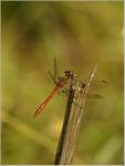 Szablak krwisty (Sympetrum sanguineum)