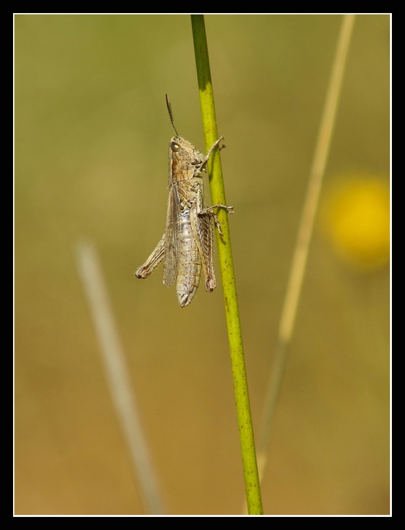 Konik polny (Chorthippus dorsatus)