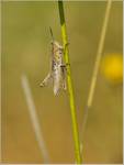 Konik polny (Chorthippus dorsatus)