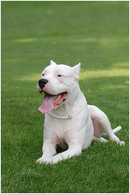 Dog Argentyński / Dogo Argentino